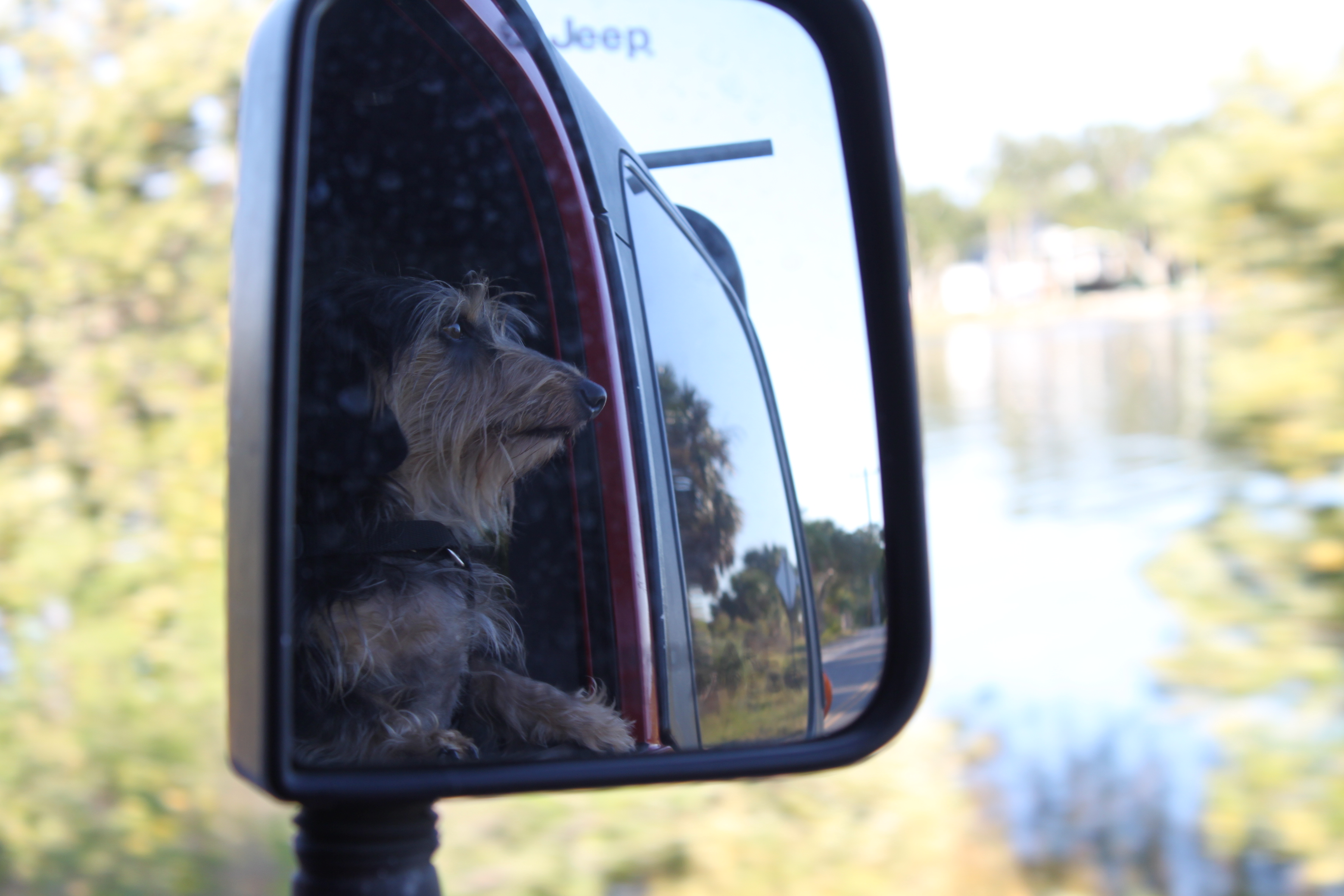 Sunday Drive — Ocala National Forest