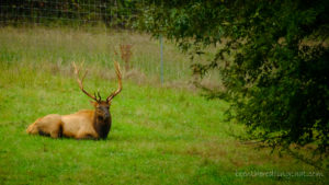 Been There Doing That - Elk & Bison Prairie